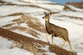 Mule Deer Doe in the Snow in Badlands National Park Royalty Free Stock Photo