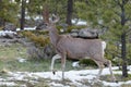 Mule Deer Doe in Springtime, Colorado Rocky Mountains Royalty Free Stock Photo