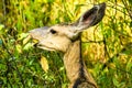 Mule Deer Eating Leaves Yellowstone