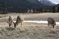 Mule Deer eating by the side of the road Royalty Free Stock Photo