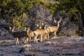 Mule deer family Royalty Free Stock Photo