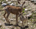 Mule deer mother and baby Royalty Free Stock Photo