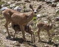 Mule deer mother and twins Royalty Free Stock Photo