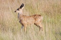 Mule Deer Fawn Royalty Free Stock Photo