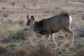 Mule deer fawn Royalty Free Stock Photo