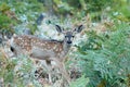 Mule deer fawn Royalty Free Stock Photo