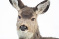 Mule Deer Fawn - Cute Facial Expression Royalty Free Stock Photo