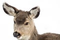 Mule Deer Fawn - Cute Smile Head Portrait