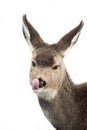 Mule Deer Fawn - Licking its Nose - Head Portrait