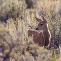 Mule Deer Fawn Royalty Free Stock Photo