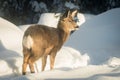 Mule Deer Fawn in Deep Snow Royalty Free Stock Photo