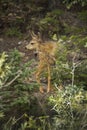 Mule deer fawn standing in forest, Yellowstone National Park, Wy Royalty Free Stock Photo