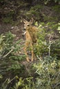 Mule deer fawn standing in forest, Yellowstone National Park, Wy Royalty Free Stock Photo