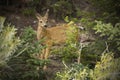 Mule deer fawn standing in forest, Yellowstone National Park, Wy Royalty Free Stock Photo