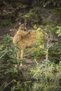 Mule deer fawn standing in forest, Yellowstone National Park, Wy Royalty Free Stock Photo