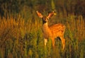 Mule Deer Fawn in Tall Weeds Royalty Free Stock Photo