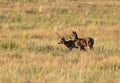 Adorable Mule Deer Fawn Twins in a Meadow Royalty Free Stock Photo