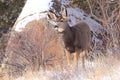 Mule deer fawn Royalty Free Stock Photo