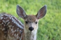 Mule deer fawn Royalty Free Stock Photo