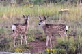 Mule Deer Fawns Royalty Free Stock Photo