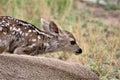 Mule Deer with Fawns in Tombstone, Arizona, United States Royalty Free Stock Photo