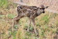 Mule Deer with Fawns in Tombstone, Arizona, United States Royalty Free Stock Photo