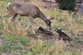 Mule Deer with Fawns in Tombstone, Arizona, United States Royalty Free Stock Photo