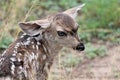 Mule Deer with Fawns in Tombstone, Arizona, United States Royalty Free Stock Photo