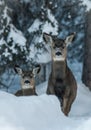Mule Deer Fawns in Winter Royalty Free Stock Photo