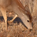 Mule Deer Feeding Royalty Free Stock Photo