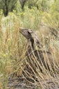 Mule Deer feeding in Zion National Park Utah Royalty Free Stock Photo