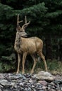 Mule deer with felt antlers Royalty Free Stock Photo