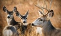 Mule Deer