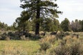 Four Mule Deer in a field in spring