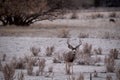 Mule Deer on Frosty Morning