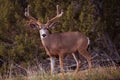 A mule deer at the Grand Canyon National Park Royalty Free Stock Photo