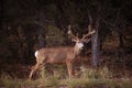 A mule deer at the Grand Canyon National Park, in the State of Arizona Royalty Free Stock Photo