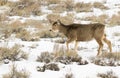 MULE DEER IN GRASS MEADOW STOCK IMAGE Royalty Free Stock Photo