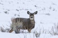 MULE DEER IN GRASS MEADOW STOCK IMAGE Royalty Free Stock Photo