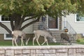 Mule deer grazing on lawns in Rawlins, Wyoming Royalty Free Stock Photo
