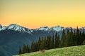 Mule deer grazing on the meadow in the Hurricane Ridge, Olympic National Park, Washington, USA Royalty Free Stock Photo