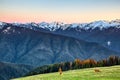 Mule deer grazing on the meadow in the Hurricane Ridge, Olympic National Park, Washington, USA Royalty Free Stock Photo