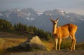 Blacktail deer grazing, sunset, meadows and mountains