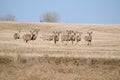 A group of Mule Deer Royalty Free Stock Photo