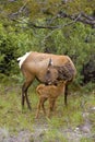 Mule Deer and her fawn found near Mammoth hot springs in Yellowstone National Park Royalty Free Stock Photo