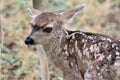 Mule Deer with Fawns in Tombstone, Arizona, United States Royalty Free Stock Photo