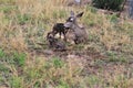 Mule Deer with Fawns in Tombstone, Arizona, United States Royalty Free Stock Photo