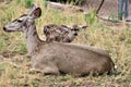 Mule Deer with Fawns in Tombstone, Arizona, United States Royalty Free Stock Photo