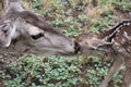 Mule Deer with Fawns in Tombstone, Arizona, United States Royalty Free Stock Photo