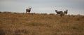 Mule deer herd on the ridge above Royalty Free Stock Photo